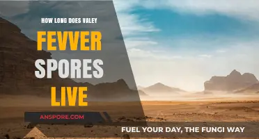 Understanding Valley Fever Spores: Lifespan and Survival in the Environment