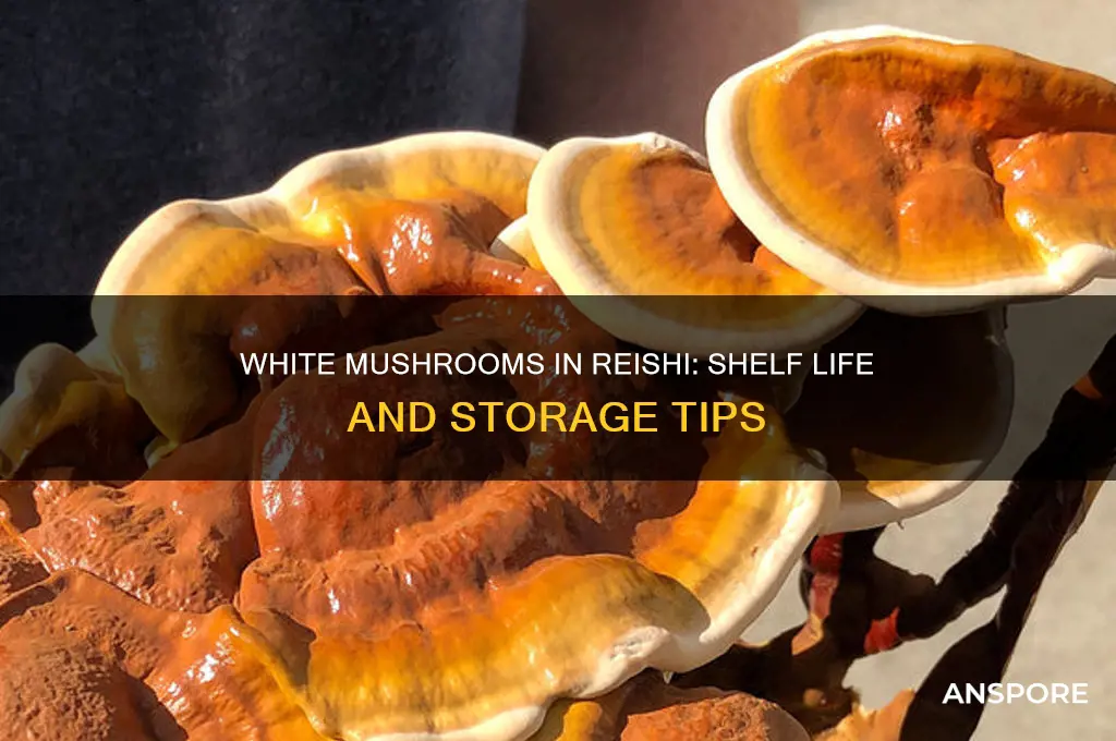 how long does white mushroom last in the reishi