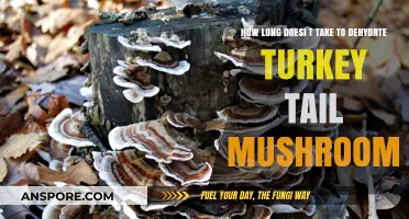 Dehydrating Turkey Tail Mushrooms: Optimal Time and Techniques Revealed
