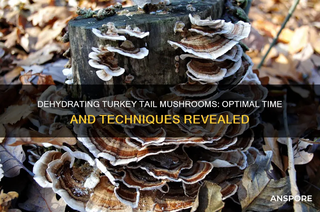 how long doesi t take to dehydrte turkey tail mushrooms