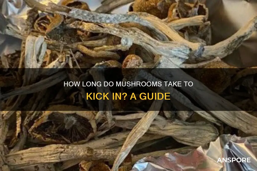 how long dose it take for mushrooms to kick in