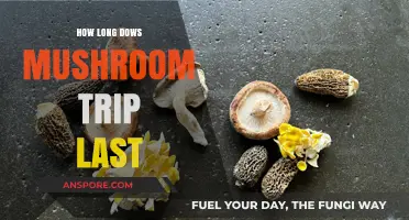 Exploring the Duration of a Mushroom Trip: What to Expect