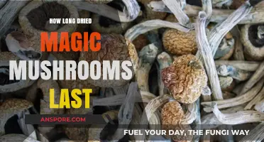 Shelf Life of Dried Magic Mushrooms: How Long Do They Last?