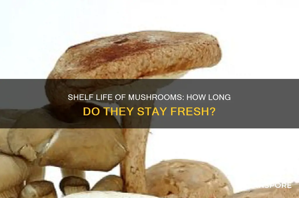 how long due mushrooms last