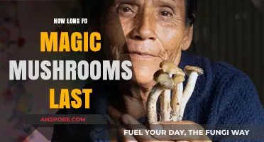 Magic Mushrooms Duration: How Long Do Effects Typically Last?