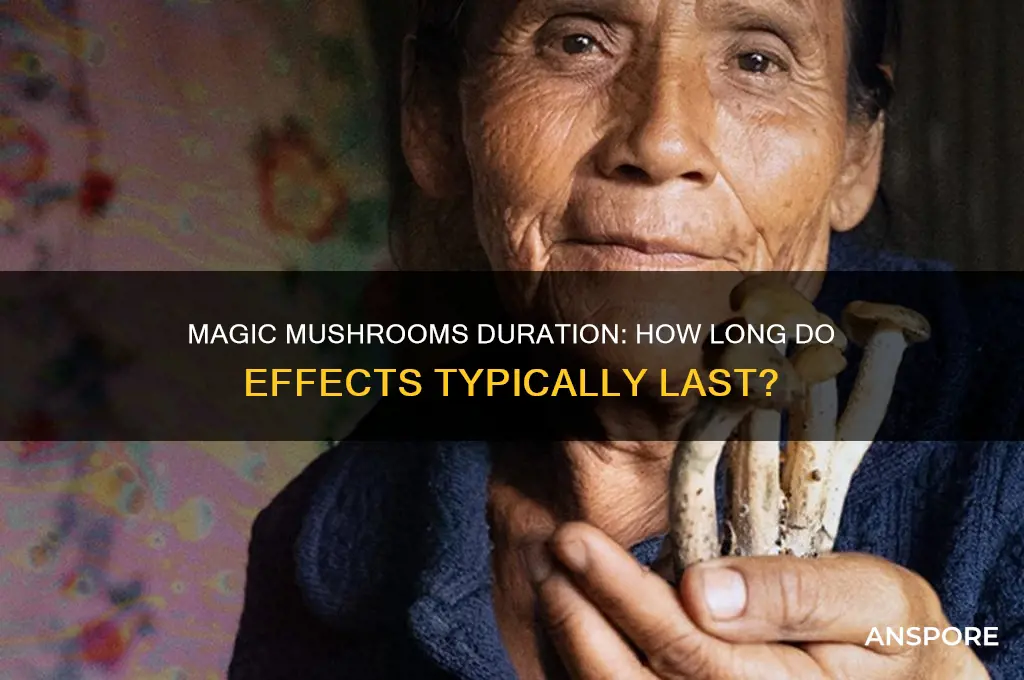 how long fo magic mushrooms last