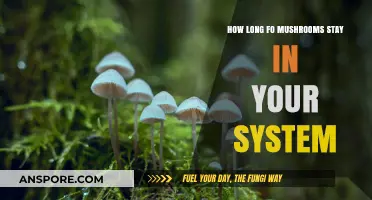 How Long Do Mushrooms Stay in Your System? A Comprehensive Guide