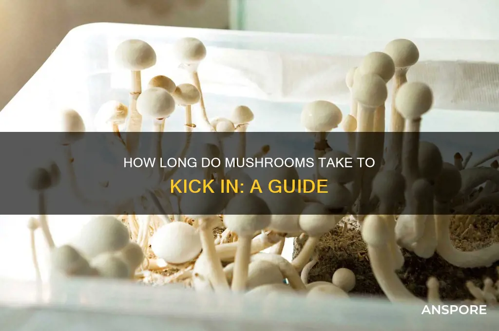 how long fo mushrooms take to kick in