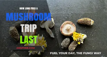Exploring the Duration of a Mushroom Trip: What to Expect
