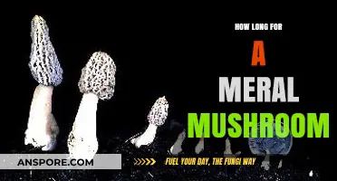 Growing Morel Mushrooms: Understanding the Timeframe for a Successful Harvest