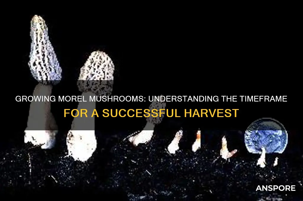 how long for a meral mushrooms