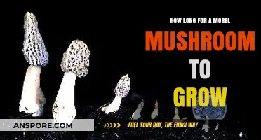 Morel Mushroom Growth Timeline: From Spores to Harvest