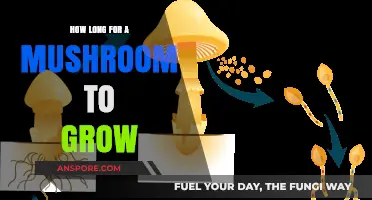 Mushroom Growth Timeline: From Spores to Harvest in Weeks