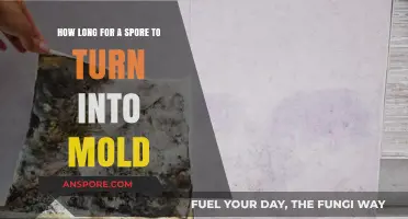 Understanding the Timeline: Spore to Mold Transformation Explained