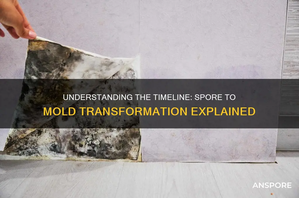 how long for a spore to turn into mold