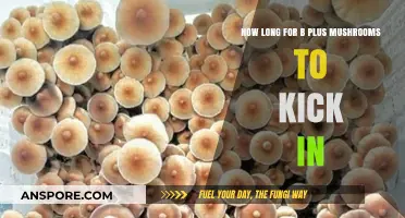 B+ Mushrooms Effects: Timing and Onset Explained for Beginners