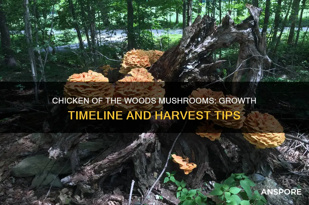 how long for chicken of the woods mushrooms