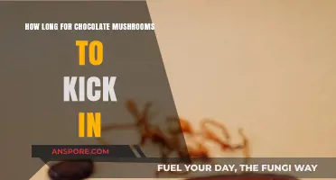 Chocolate Mushrooms: Timing the Onset of Effects and Experience