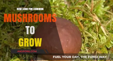 Growing Common Mushrooms: Understanding the Timeframe for Optimal Harvest