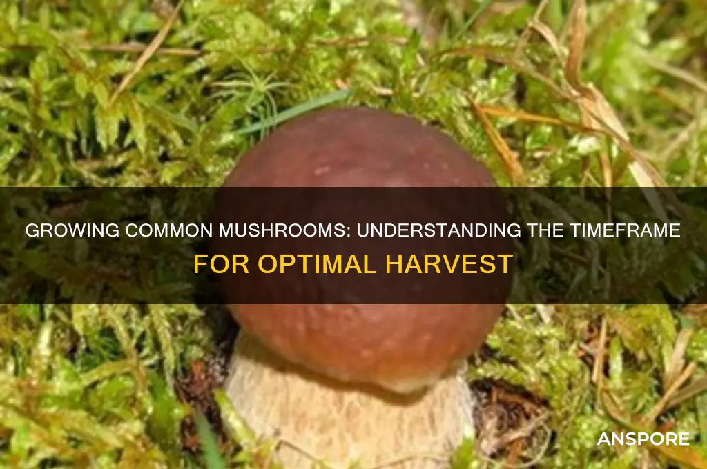 how long for common mushrooms to grow