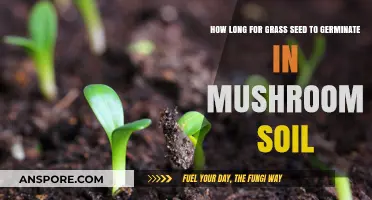 Grass Seed Germination in Mushroom Soil: Timing and Tips