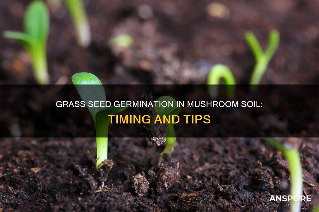 how long for grass seed to germinate in mushroom soil