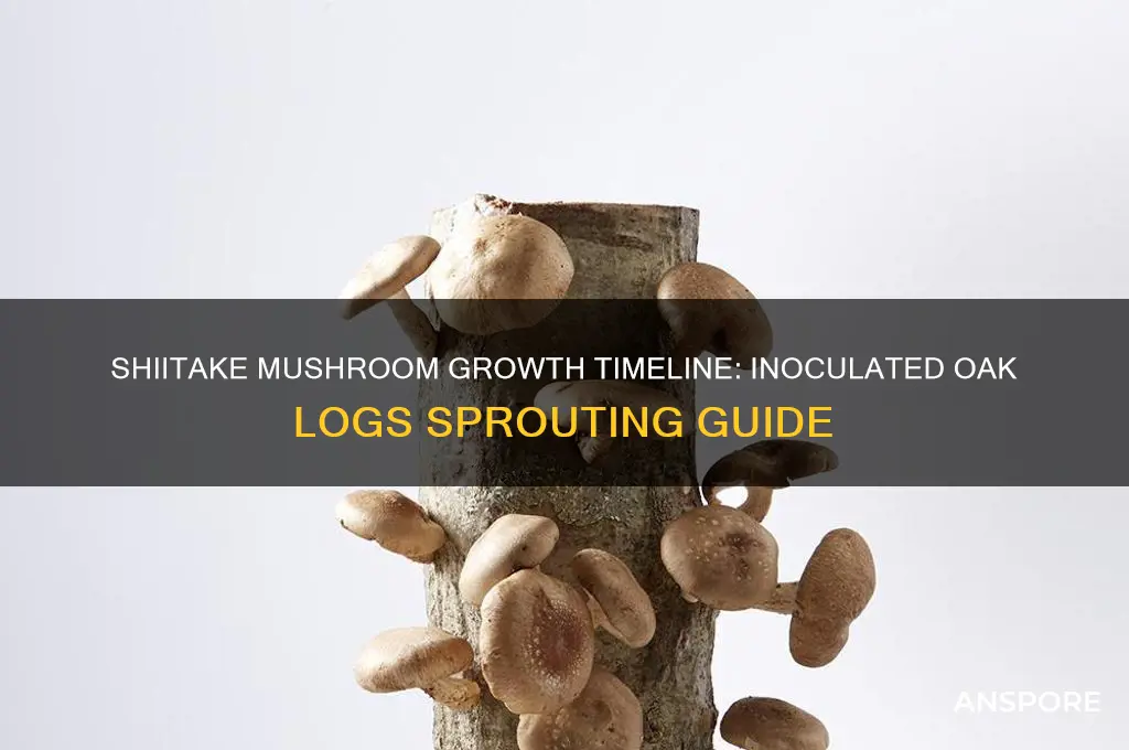 how long for inoculated oak logs to sprout shiitake mushrooms