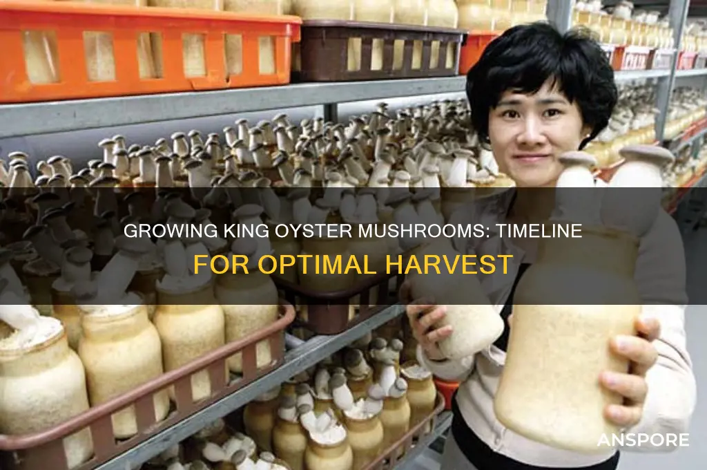 how long for king oyster mushrooms to grow
