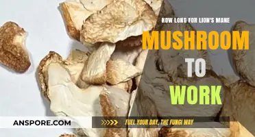 Lion's Mane Mushroom Benefits: Timing and Effects Explained