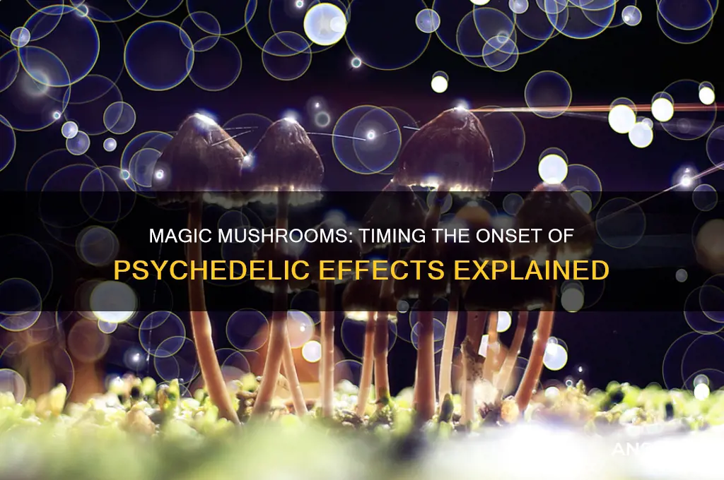 how long for magic mushroom to kick in
