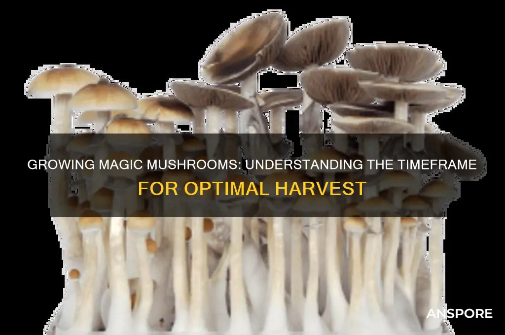how long for magic mushrooms to grow