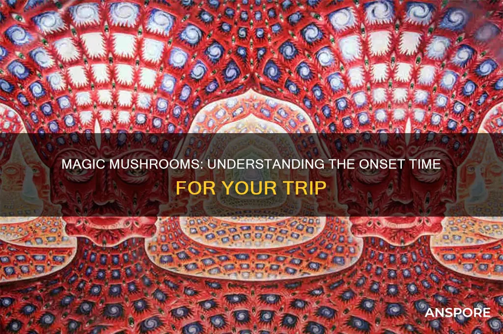 how long for magic mushrooms to hit