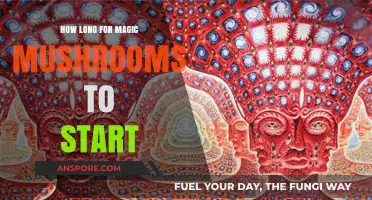 Magic Mushrooms: Timing Your Trip Start and Effects Explained