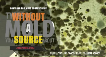 How Long Do Mold Spores Survive Without a Food Source?