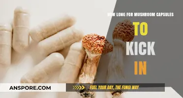 When Do Mushroom Capsules Take Effect? Timing Explained
