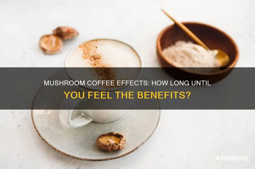 how long for mushroom coffee to work