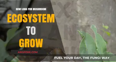 Growing Mushroom Ecosystems: Understanding the Timeframe for Development