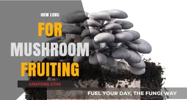 Mushroom Fruiting Timeline: Factors Affecting Growth and Harvest Duration