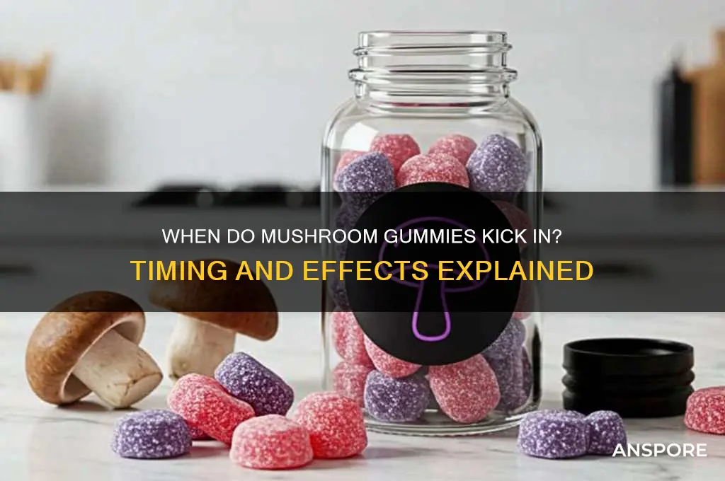 how long for mushroom gummies to hit