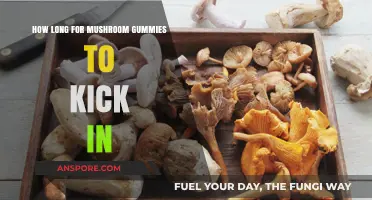 When Do Mushroom Gummies Take Effect? Timing Explained