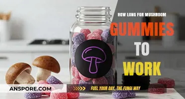 How Long Do Mushroom Gummies Take to Kick In?