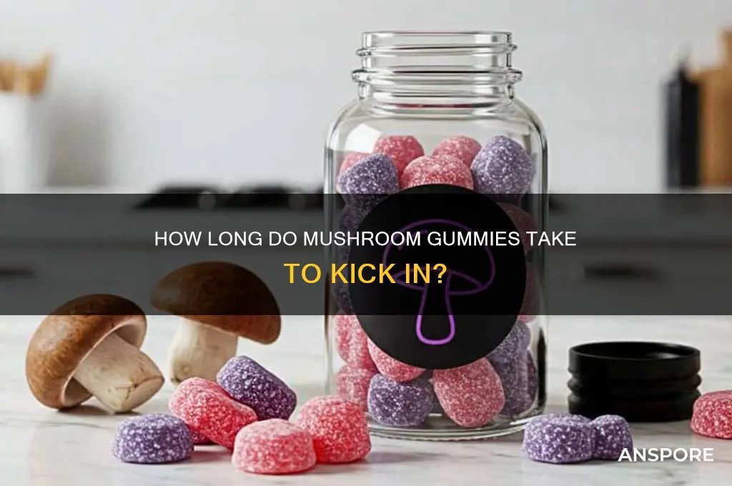 how long for mushroom gummies to work