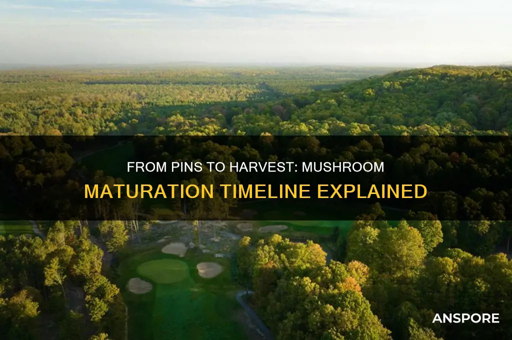 how long for mushroom pins to mature