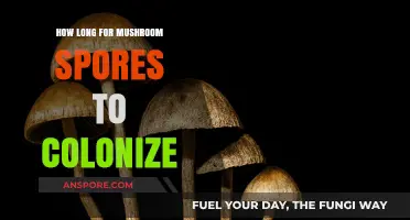 Mushroom Spores Colonization Timeline: Factors Affecting Growth and Development