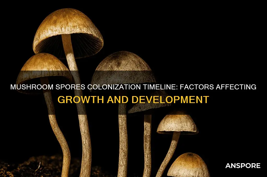 how long for mushroom spores to colonize