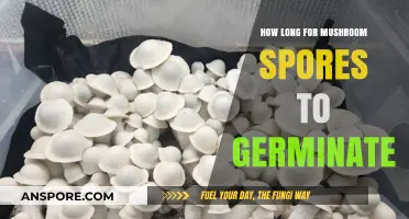 Mushroom Spores Germination Timeline: Factors Affecting Growth and Development