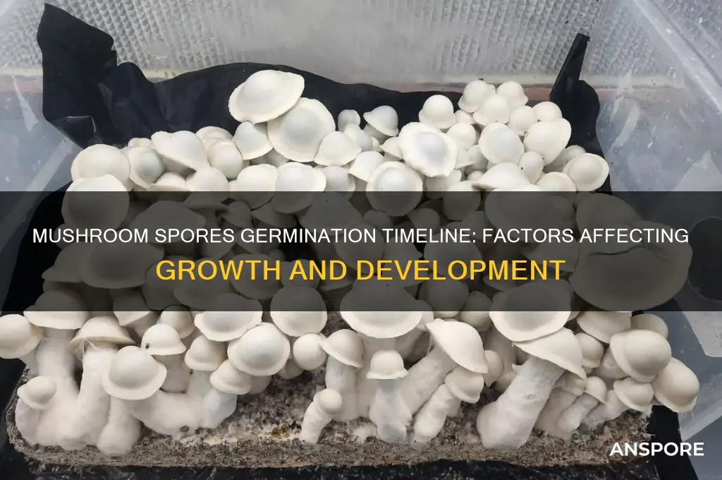 how long for mushroom spores to germinate
