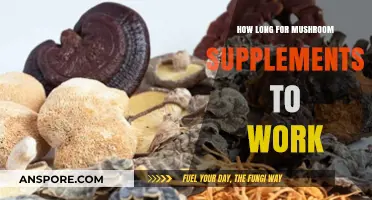 How Long Do Mushroom Supplements Take to Show Results?