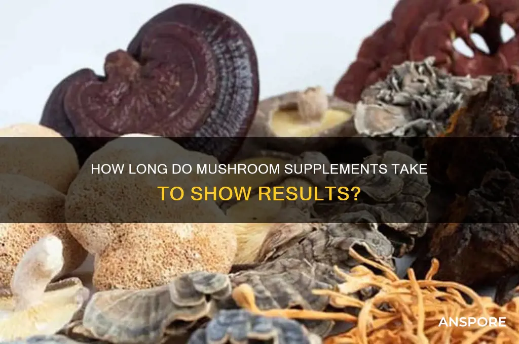 how long for mushroom supplements to work