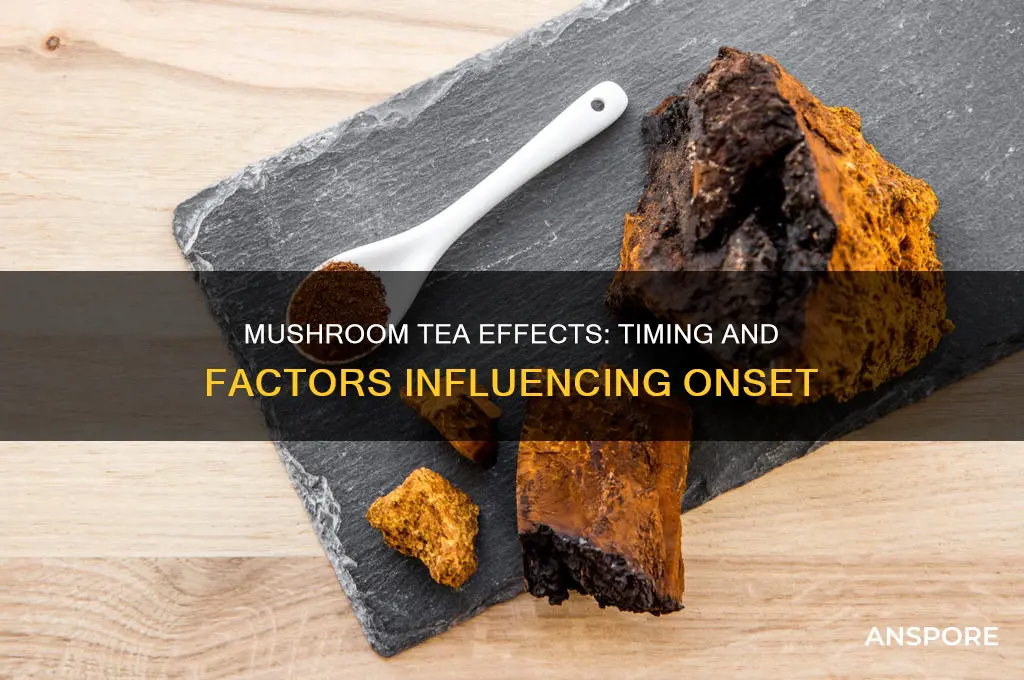 how long for mushroom tea to take effect